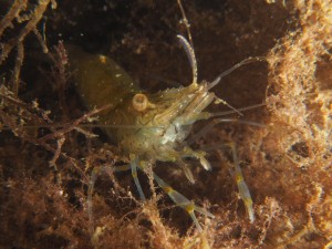 P6673373        
